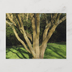 Sonniger Baum Postkarte