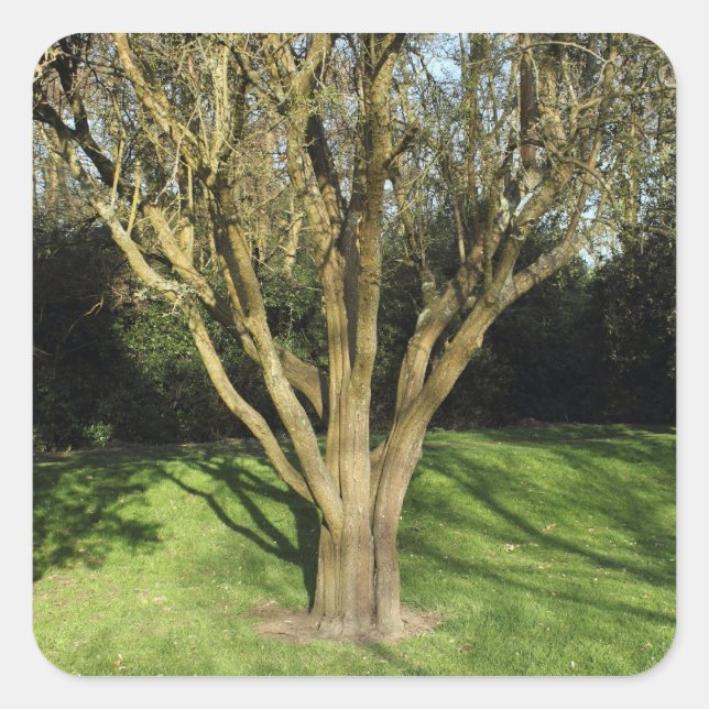 Sonniger Baum Quadratischer Aufkleber (Vorderseite)