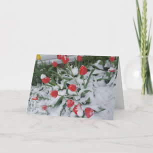 Sonniger Frühling in Wisconsin Karte