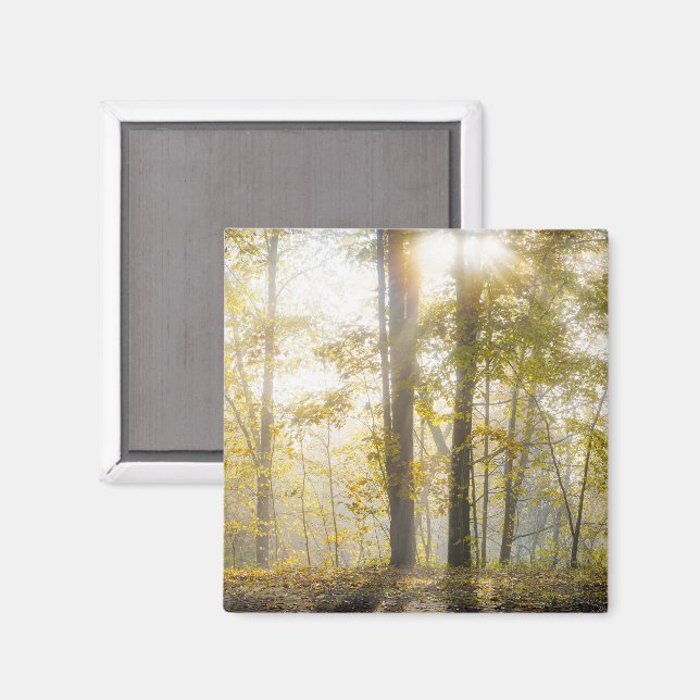 Sonniger Herbstpark, Foto Magnet (Vorderseite/Rückseite)