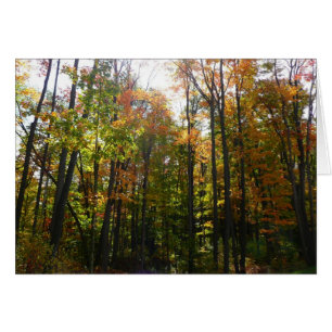 Sonniger Herbstwald - Herbstlandschaft