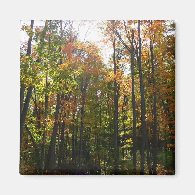 Sonniger Herbstwald - Herbstlandschaft Magnet (Vorne)