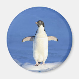 Sonniger Pinguin auf Eis-Foto Magnet