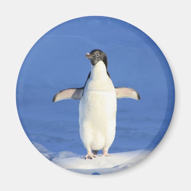Sonniger Pinguin auf Eis-Foto Magnet (Vorne)