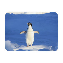 Sonniger Pinguin auf Eis-Foto Magnet