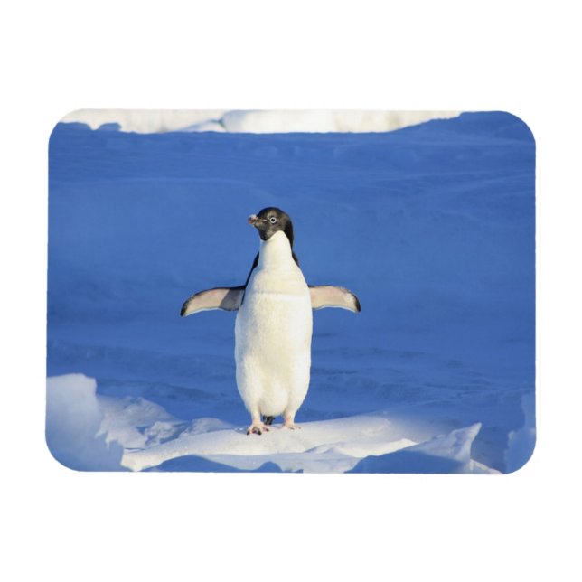 Sonniger Pinguin auf Eis-Foto Magnet (Horizontal)