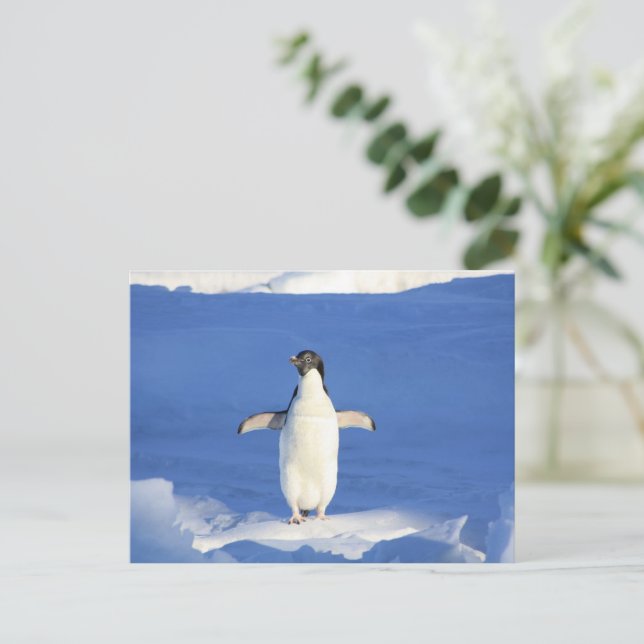 Sonniger Pinguin auf Eis-Foto Postkarte (Stehend Vorderseite)