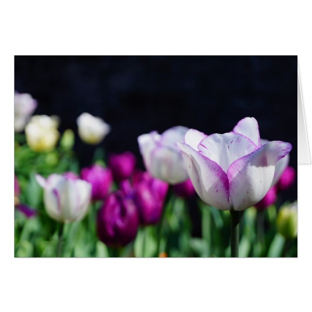 Sonniger Tag! (Vorderseite (Horizontal))