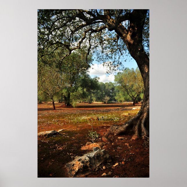 Sonniger Tag im Olivenhain Poster (Vorne)