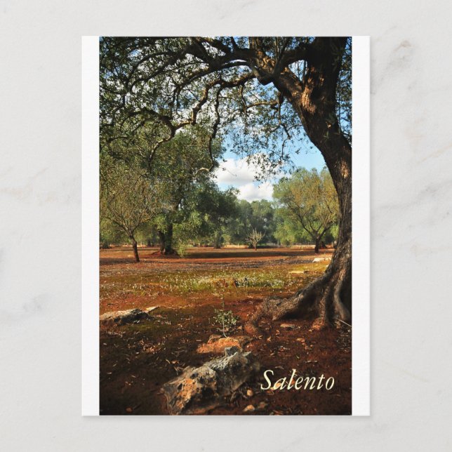 Sonniger Tag im Olivenhain Postkarte (Vorderseite)