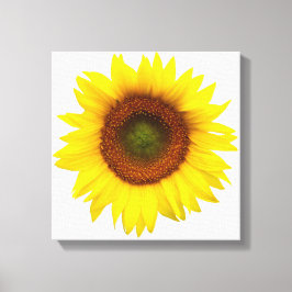 Sonniger Tagessonnenblume eingewickelter Leinwanddruck