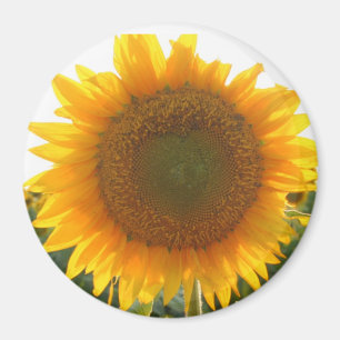 Sonniges Herz Magnet