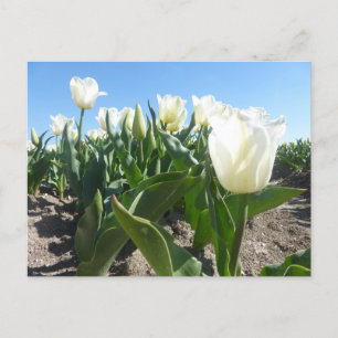 Sonniges Weiß Tulips Feld DIY Postkarte