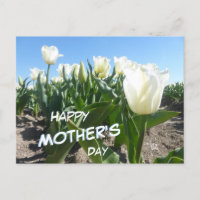 Sonniges weißes Tulips Fach Muttertag Postkarte