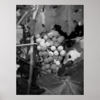 Sonoma Trauben Poster