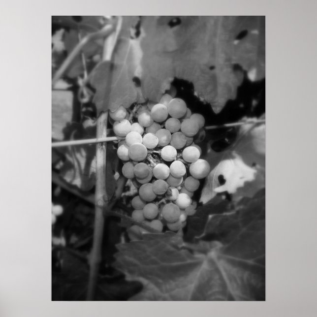 Sonoma Trauben Poster (Vorne)