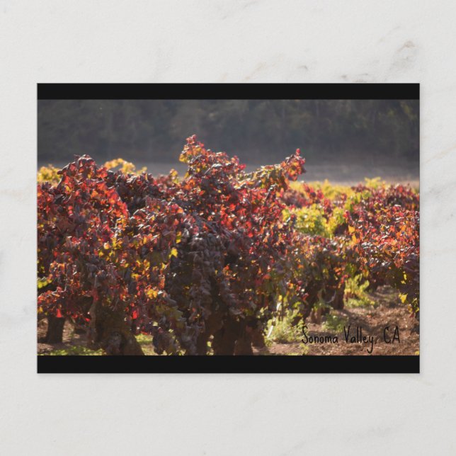 Sonoma Valley - Zinfandel Postkarte (Vorderseite)