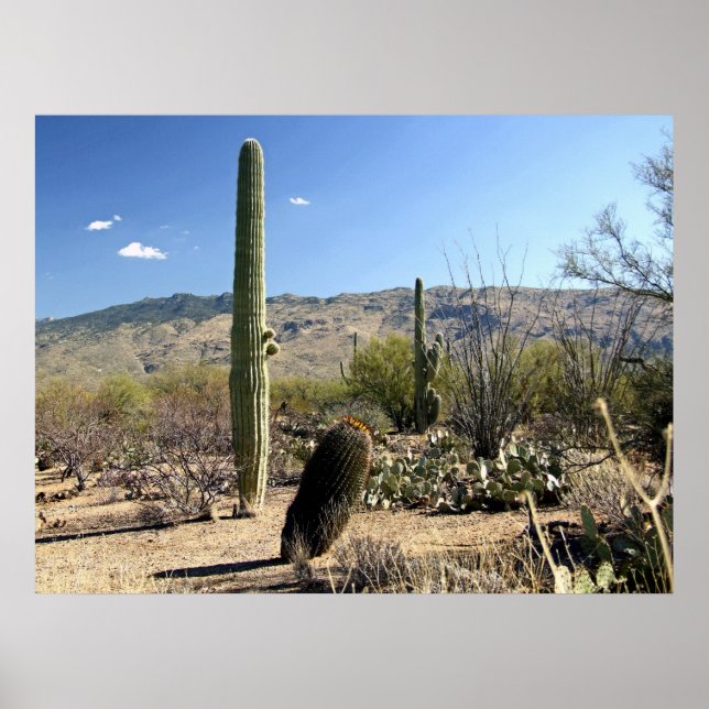 Sonoran Desert 03 Poster (Vorne)