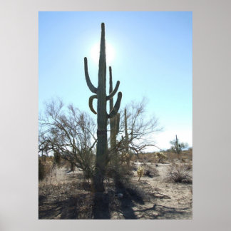 Sonoran Desert Scene 05 Poster