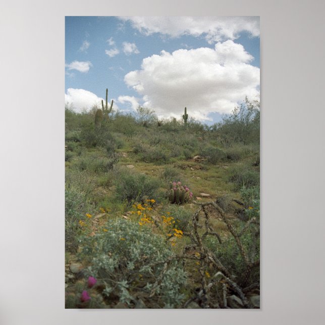 Sonoran Desert Spring Symphony Art Print Posters Poster (Vorne)