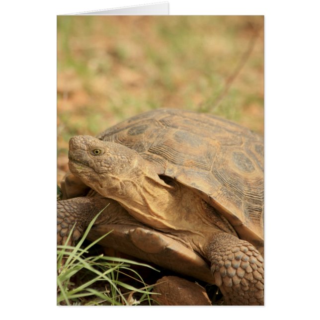 Sonoran Desert Tortoise (Vorne)