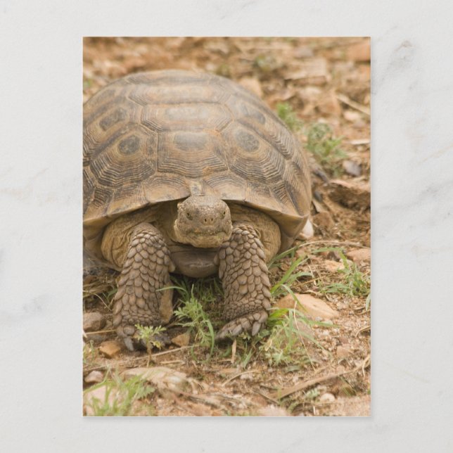 Sonoran Deset Tortoise Postkarte (Vorderseite)