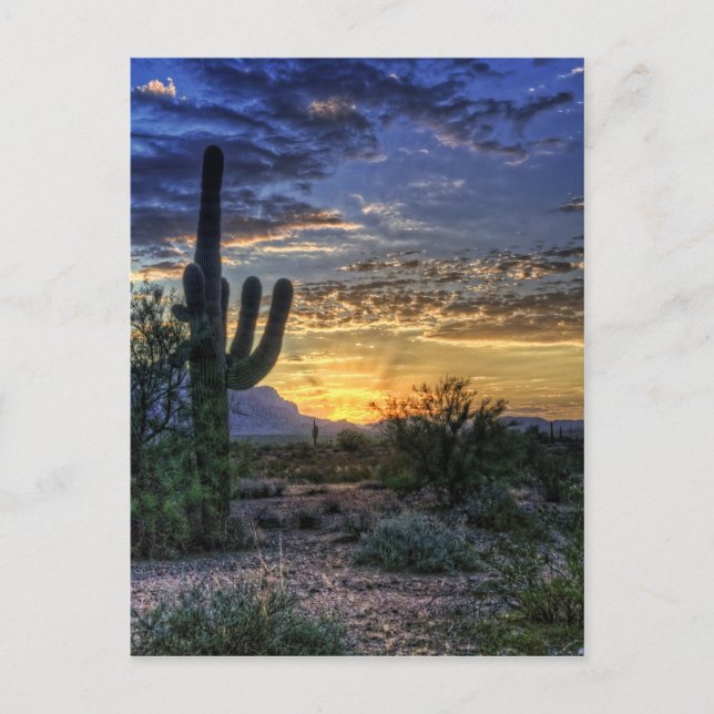 Sonoran Sunrise Postkarte (Vorderseite)