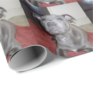 Sooky Blue Staffordshire Bull Terrier Puppy, Geschenkpapier