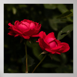 Soothing Reds Poster