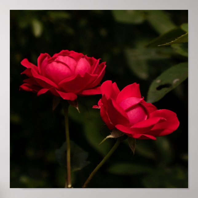 Soothing Reds Poster (Vorne)