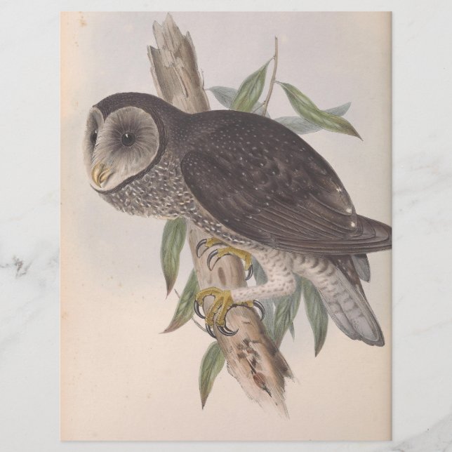 Sooty (Vorderseite)
