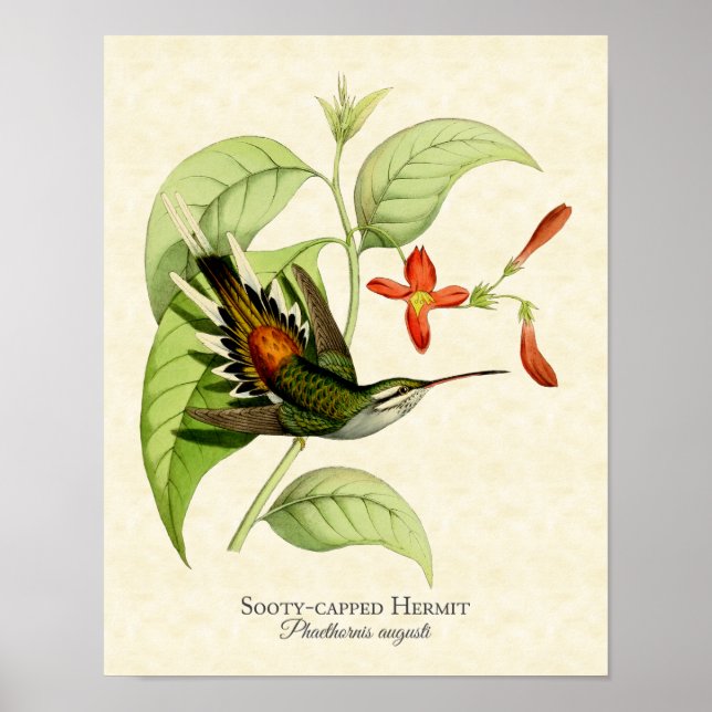 Sooty Capped Hermit Hummingbird Art Print Poster (Vorne)