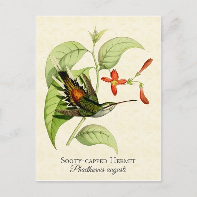 Sooty Capped Hermit Hummingbird Vintage Kunst Postkarte (Vorderseite)