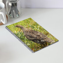 Sooty Grouse Wildlife Foto