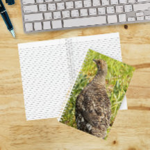 Sooty Grouse Wildlife Foto