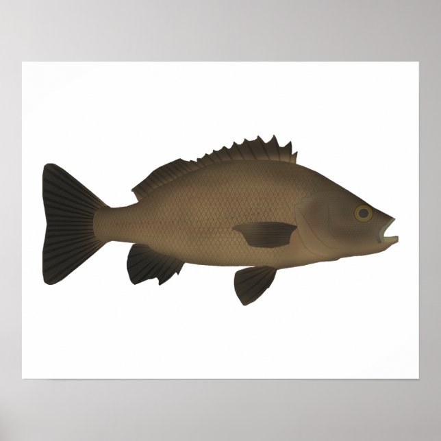 Sooty Grunter Poster (Vorne)