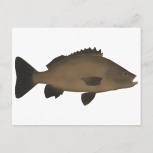 Sooty Grunter Postkarte