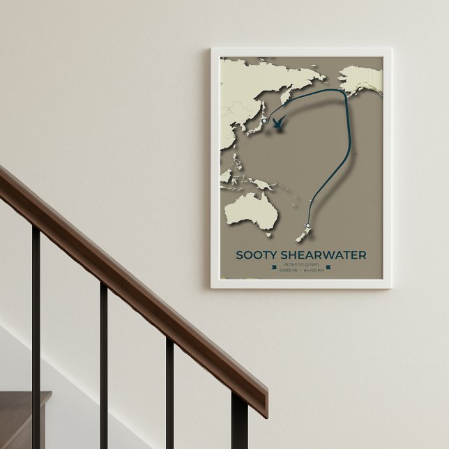 Sooty Shearwater Migration Map - Minimalistisch Poster (Von Creator hochgeladen)