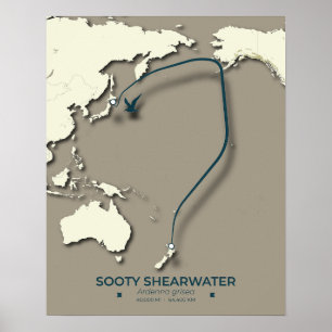 Sooty Shearwater Migration Map - Minimalistisch Poster