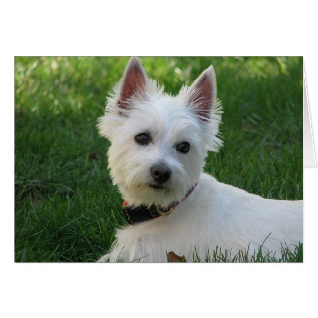 Sophie (Vorderseite (Horizontal))