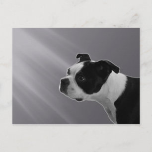Sophie Postcard Postkarte