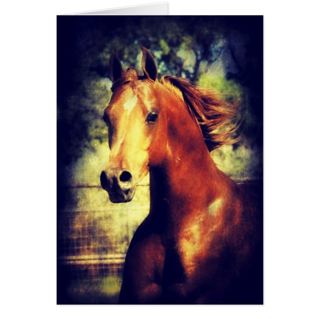 Sorrel Arabian (Vorne)