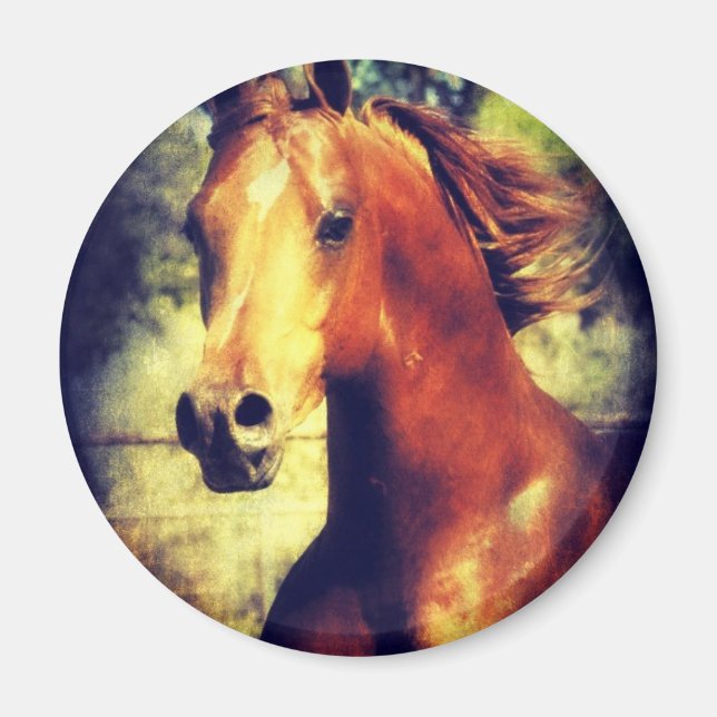 Sorrel Arabian Magnet (Vorne)