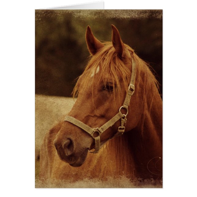 Sorrel Horse Grunge (Vorne)