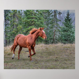 Sorrel Leader Mare Horse Liebhaber Equine Foto Poster