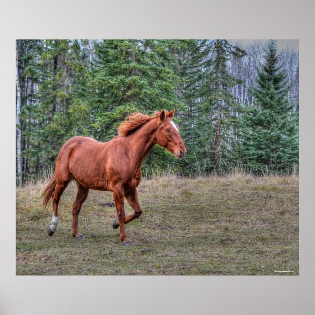 Sorrel Leader Mare Horse Liebhaber Equine Foto Poster (Vorne)