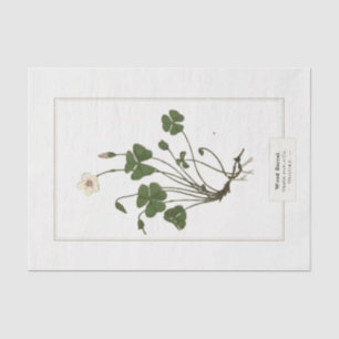 Sorrel (Oxalis acetosella)  Seidenpapier