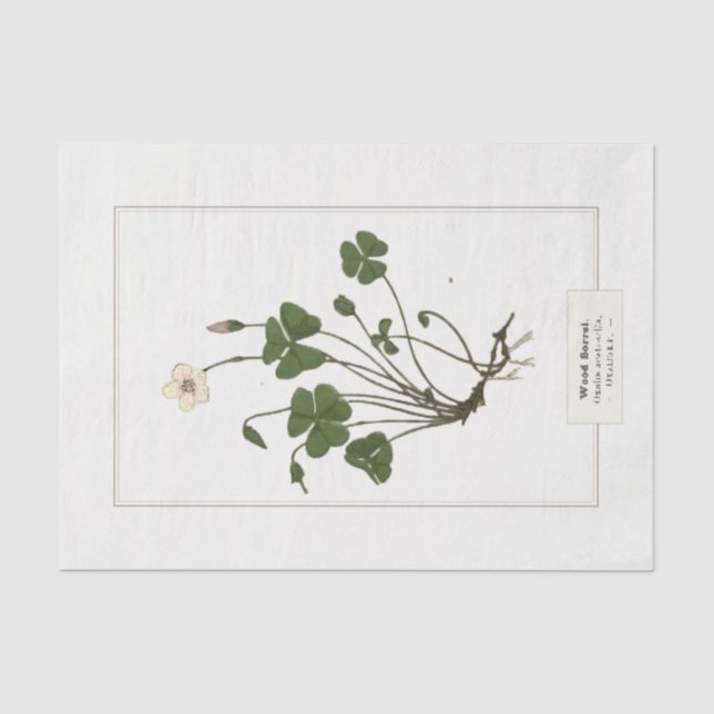 Sorrel (Oxalis acetosella)  Seidenpapier (Vorderseite)