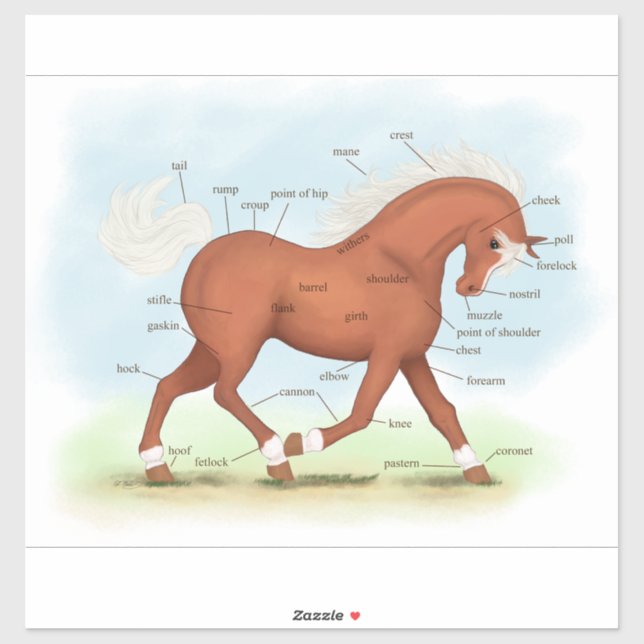 Sorrel Pferde oder Pony Equine Anatomie Chart Stic Aufkleber (Blatt)