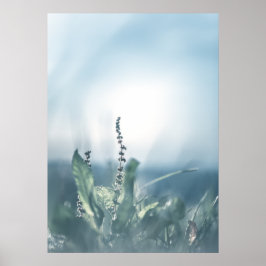 Sorrel Pflanze Nature Foto Poster